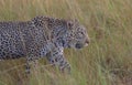 side view of leopard walking stealthily in the tall grass in the wild masai mara, kenya