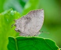 Side view of light grey butterfly standing on green leaf