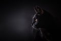 Side view of a light rimmed black house cat. Isolated on a black background Royalty Free Stock Photo