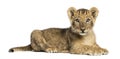 Side view of a Lion cub lying, looking at the camera Royalty Free Stock Photo