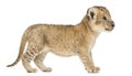 Side view of a Lion cub standing, 16 days old Royalty Free Stock Photo