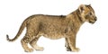 Side view of a Lion cub standing, looking away, 7 weeks old Royalty Free Stock Photo