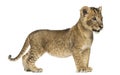 Side view of a Lion cub standing, looking away, 7 weeks old Royalty Free Stock Photo