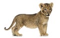 Side view of a Lion cub standing, looking away, 7 weeks old Royalty Free Stock Photo