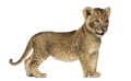 Side view of a Lion cub standing, looking away, 7 weeks old Royalty Free Stock Photo