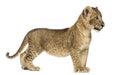 Side view of a Lion cub standing, looking away, 7 weeks old Royalty Free Stock Photo