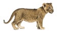 Side view of a Lion cub standing, looking away, 7 weeks old Royalty Free Stock Photo