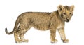 Side view of a Lion cub standing, looking down, 10 weeks old Royalty Free Stock Photo