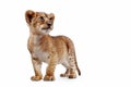 Side view of a Lion cub Royalty Free Stock Photo