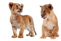 Side view of a Lion cub Royalty Free Stock Photo