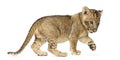 Side view of a Lion cub standing, pawing up, 7 weeks old Royalty Free Stock Photo