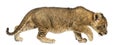 Side view of a Lion cub walking, curious, 7 weeks old Royalty Free Stock Photo