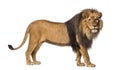 Side view of a Lion standing, looking at the camera Royalty Free Stock Photo