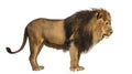 Side view of a Lion standing, Panthera Leo, 10 years old Royalty Free Stock Photo