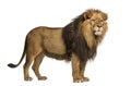 Side view of a Lion standing, Panthera Leo, 10 years old Royalty Free Stock Photo