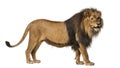 Side view of a Lion standing, roaring, Panthera Leo Royalty Free Stock Photo