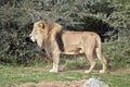 This is a side view of a lion Royalty Free Stock Photo