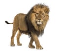 Side view of a Lion walking, looking at the camera, Panthera Leo Royalty Free Stock Photo