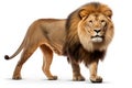 Side view of a Lion walking, looking at the camera, Panthera Leo Royalty Free Stock Photo