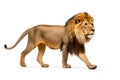Side view of a Lion walking, looking at the camera, Panthera Leo Royalty Free Stock Photo