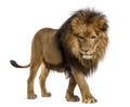 Side view of a Lion walking, looking down, Panthera Leo, 10 years old