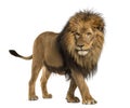 Side view of a Lion walking, Panthera Leo, 10 years old Royalty Free Stock Photo