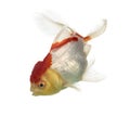 Side view of a lion's head goldfish Royalty Free Stock Photo