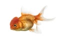 Side view of a Lion's head goldfish isolated on white Royalty Free Stock Photo