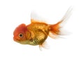 Side view of a Lion's head goldfish isolated on white Royalty Free Stock Photo