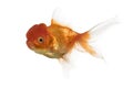 Side view of a Lion's head goldfish swimming Royalty Free Stock Photo