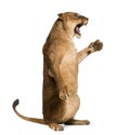 Side view of a Lioness roaring Royalty Free Stock Photo