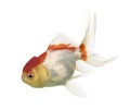 Side view of a lions head goldfish Royalty Free Stock Photo