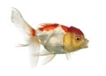 Side view of a lions head goldfish Royalty Free Stock Photo