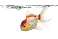 Side view of a lions head goldfish Royalty Free Stock Photo