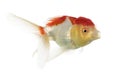 Side view of a lions head goldfish Royalty Free Stock Photo