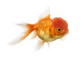 Side view of a Lions head goldfish isolated on white Royalty Free Stock Photo