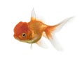 Side view of a Lions head goldfish isolated on white Royalty Free Stock Photo