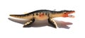 Side view Liopleurodon toy with shadow Royalty Free Stock Photo