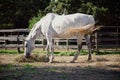 Side view of Lipizzan horse grazing on hay in the pen Royalty Free Stock Photo