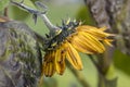 Side view of little Becka sunflower.