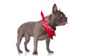 Side view of little french bulldog dog with bandana sticking out tongue Royalty Free Stock Photo