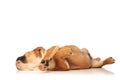 Side view of a little puppy sleeping Royalty Free Stock Photo