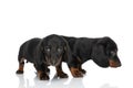 Side view of little timid teckel dachshund puppies looking to side Royalty Free Stock Photo