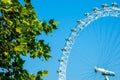 Side view of the London Eye wheel next to a tree against the blue sky Royalty Free Stock Photo