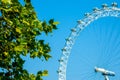 Side view of the London Eye wheel next to a tree against the blue sky