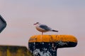 Side view of a lonely seagull perched on the iron post at sunset, at the port of Klaipeda, Lithuania Royalty Free Stock Photo
