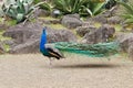 Side view of lonf tail walking peacock Royalty Free Stock Photo