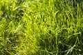 Side view on long and bright green grass texture Royalty Free Stock Photo