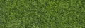 Side view on long and bright green grass texture. Green field backgroun Royalty Free Stock Photo