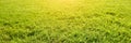 Side view on long and bright green grass texture. Green field with beautiful sun flare. Long banner Royalty Free Stock Photo